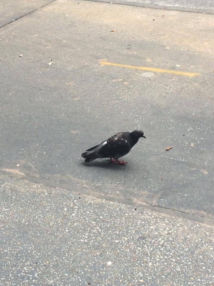 "It's not a phase, Mom!"